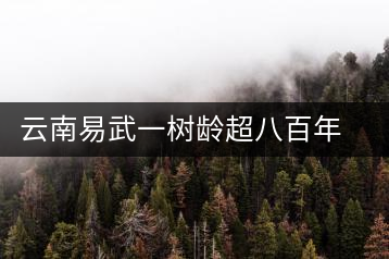 云南易武一樹齡超八百年古茶樹死亡，當(dāng)?shù)卦磕杲M織村民拜謁