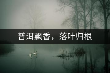 普洱飄香，落葉歸根