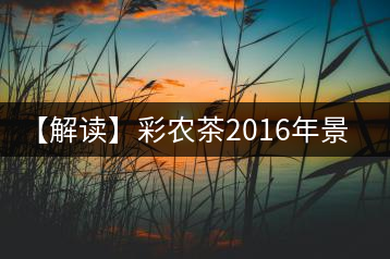 【解讀】彩農(nóng)茶2016年景邁（熟）