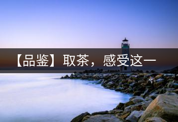 【品鑒】取茶，感受這一輪鳳起古茶的魅力