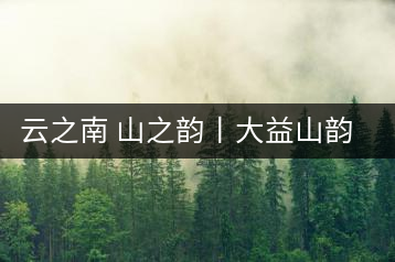 云之南 山之韻丨大益山韻，“韻”味傳奇之山韻歸來