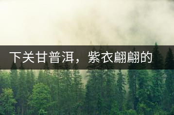 下關(guān)甘普洱，紫衣翩翩的綺麗小餅