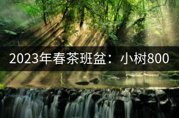 2023年春茶班盆：小樹800元／公斤，古樹1600-2200元／公斤