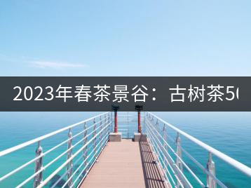 2023年春茶景谷：古樹茶500-600元／公斤，紫芽茶300-480元／公斤，白芽茶1200-2000元／公斤。