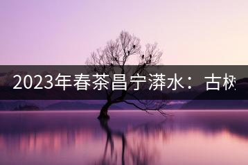 2023年春茶昌寧漭水：古樹混采純料480-600元／公斤，大樹360-420元／公斤，臺地260-300元／公斤，古樹單株均價880-1200元／公斤。