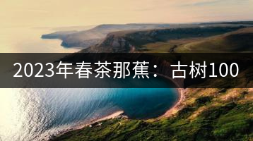 2023年春茶那蕉：古樹1000-1500元／公斤，中樹600-800元／公斤