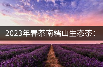 2023年春茶南糯山生態(tài)茶：200-300元／公斤，古樹(shù)：900-1500元／公斤