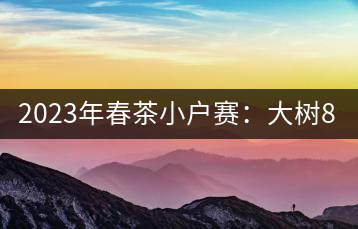 2023年春茶小戶賽：大樹800元／公斤，古樹1200-1300元／公斤