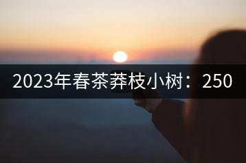2023年春茶莽枝小樹：250元／公斤， 古樹：1000-1200元／公斤