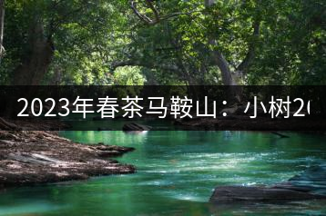 2023年春茶馬鞍山：小樹(shù)260–300元／公斤，古樹(shù)450-500元／公斤