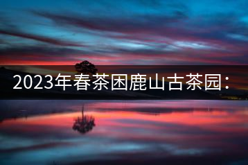2023年春茶困鹿山古茶園：大樹(shù)8000-12000元／公斤，周邊小樹(shù)200-300元／公斤