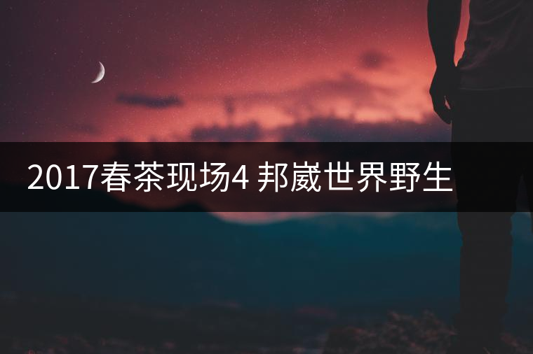 2017春茶現(xiàn)場4 邦崴世界野生過渡型茶王長啥樣?之枝丫2017春茶現(xiàn)場4 邦崴世界野生過渡型茶王長啥樣？之枝丫