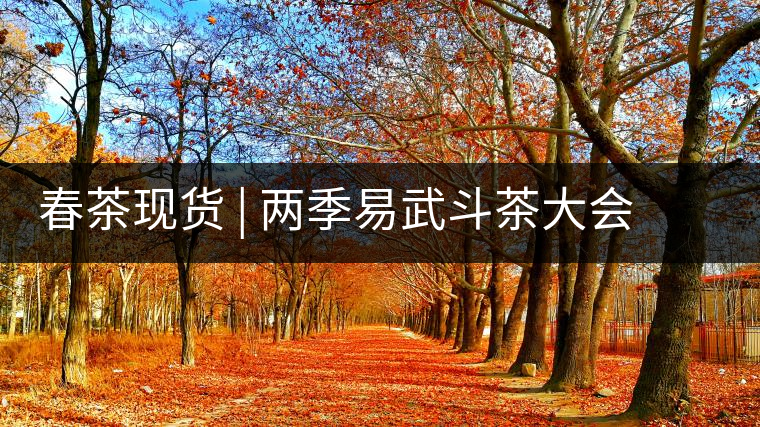 春茶現(xiàn)貨 | 兩季易武斗茶大會冠軍“落水洞”，茶友評價是這樣的