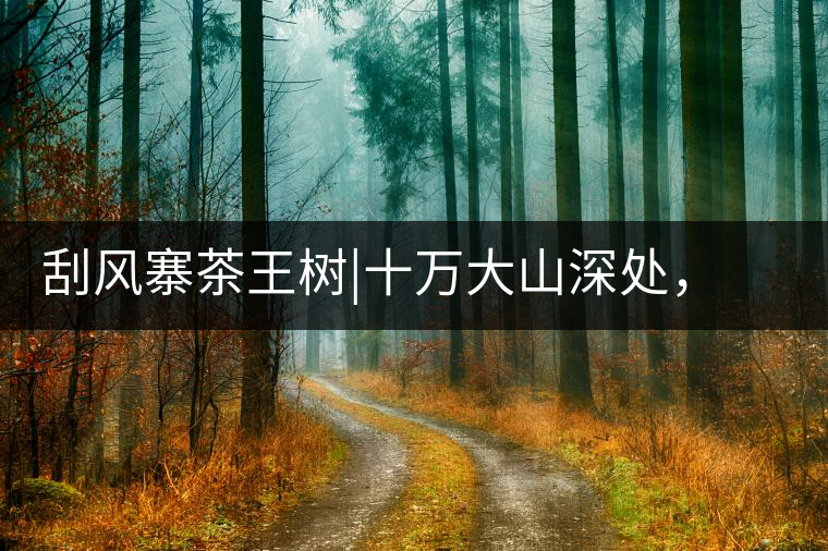 刮風(fēng)寨茶王樹(shù)|十萬(wàn)大山深處，鮮為人知的王者刮風(fēng)寨茶王樹(shù)｜十萬(wàn)大山深處，鮮為人知的王者