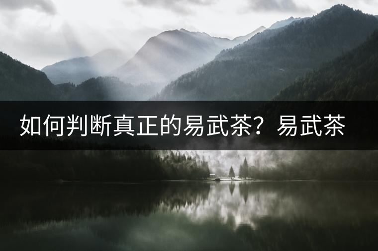 如何判斷真正的易武茶？易武茶有哪些特點？