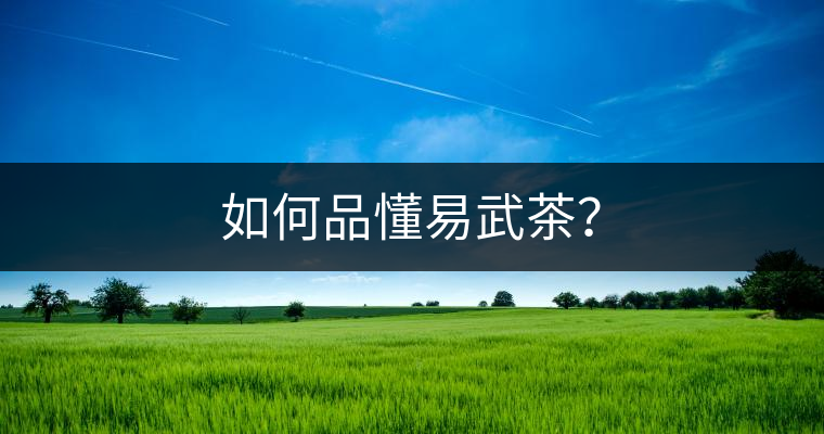 如何品懂易武茶？