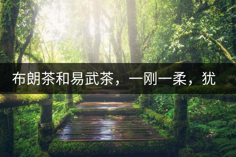 布朗茶和易武茶，一剛一柔，猶如洪拳與太極
