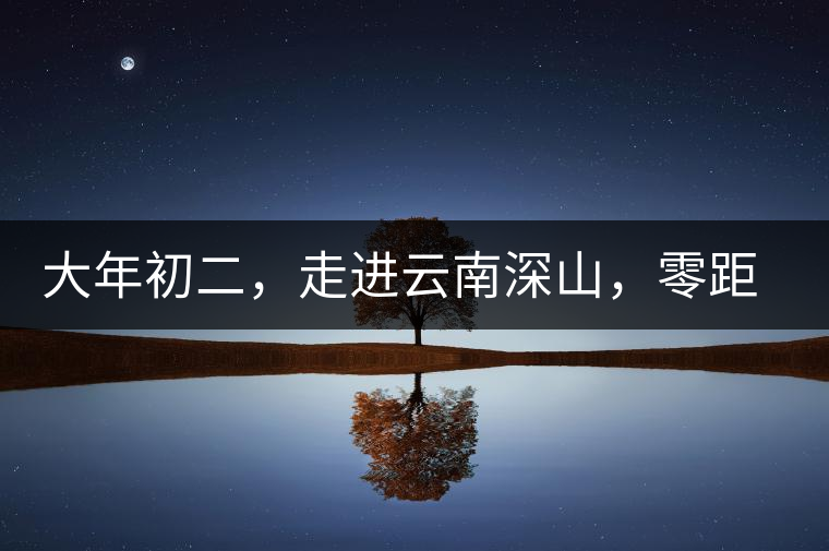 大年初二，走進(jìn)云南深山，零距離接觸古茶樹(shù)