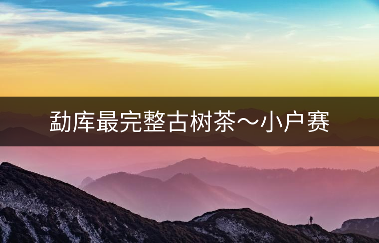 勐庫最完整古樹茶～小戶賽