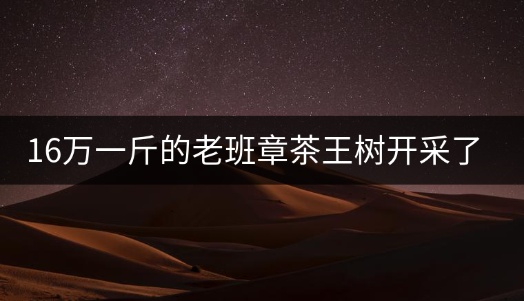 16萬一斤的老班章茶王樹開采了，茶友果斷拉了一車現(xiàn)金去...16萬一斤的老班章茶王樹開采了，茶友果斷拉了一車現(xiàn)金去！