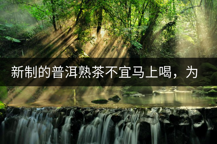 新制的普洱熟茶不宜馬上喝，為什么？