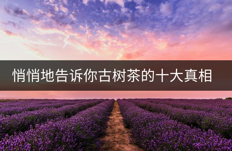 悄悄地告訴你古樹茶的十大真相，就不怕交學(xué)費(fèi)了