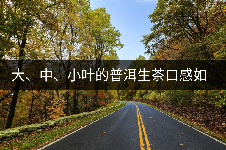 大、中、小葉的普洱生茶口感如何辨別？