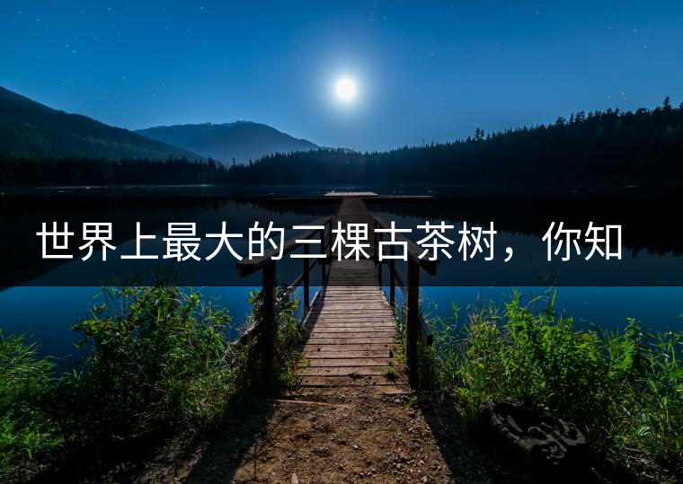 世界上最大的三棵古茶樹，你知道嗎？
