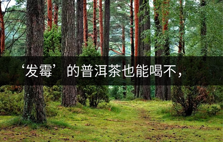 ‘發(fā)霉’的普洱茶也能喝不，看科學解釋