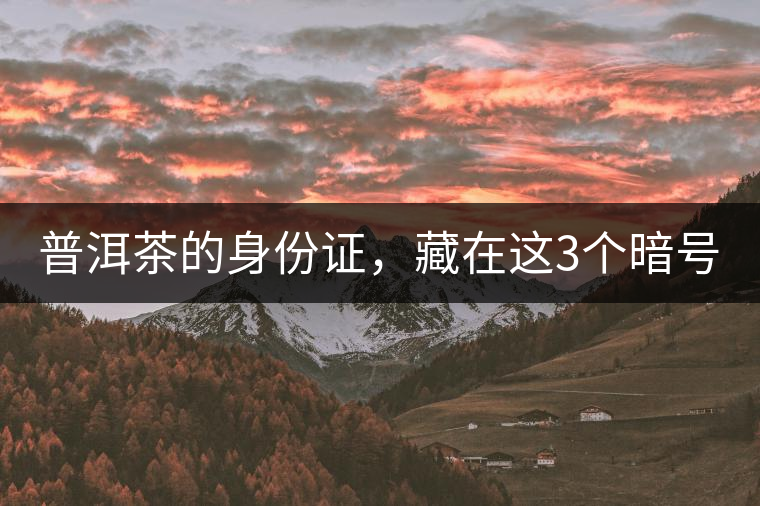 普洱茶的身份證，藏在這3個暗號中