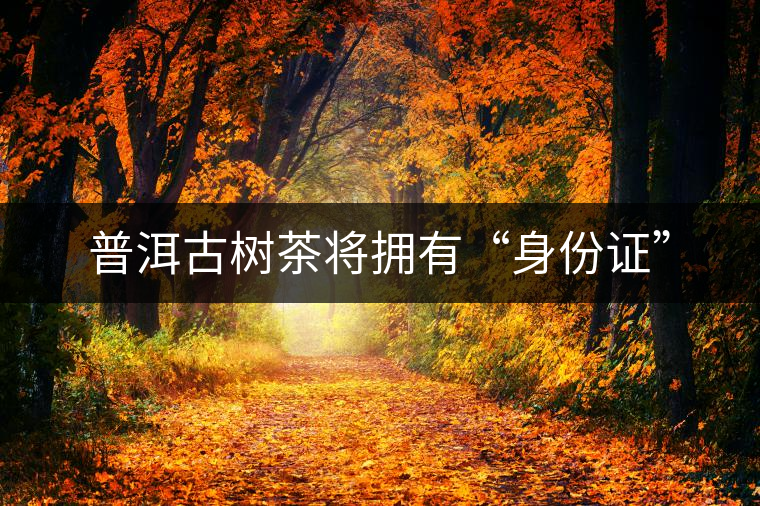 普洱古樹(shù)茶將擁有“身份證”