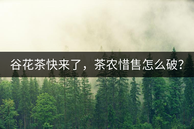 谷花茶快來(lái)了，茶農(nóng)惜售怎么破？