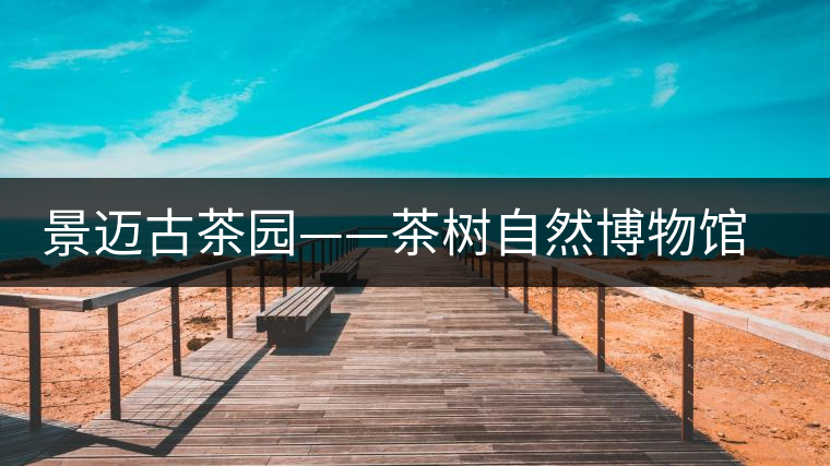 景邁古茶園——茶樹自然博物館 邁上“申遺路” 景邁古茶園——茶樹自然博物館 邁上“申遺路”