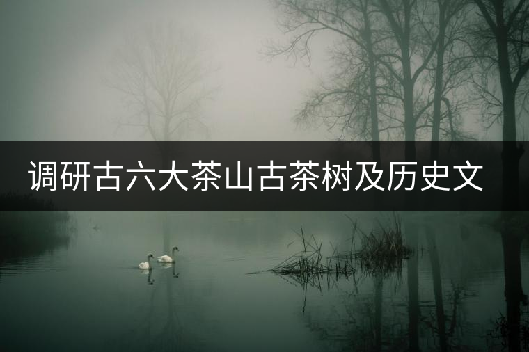 調(diào)研古六大茶山古茶樹(shù)及歷史文物保護(hù)