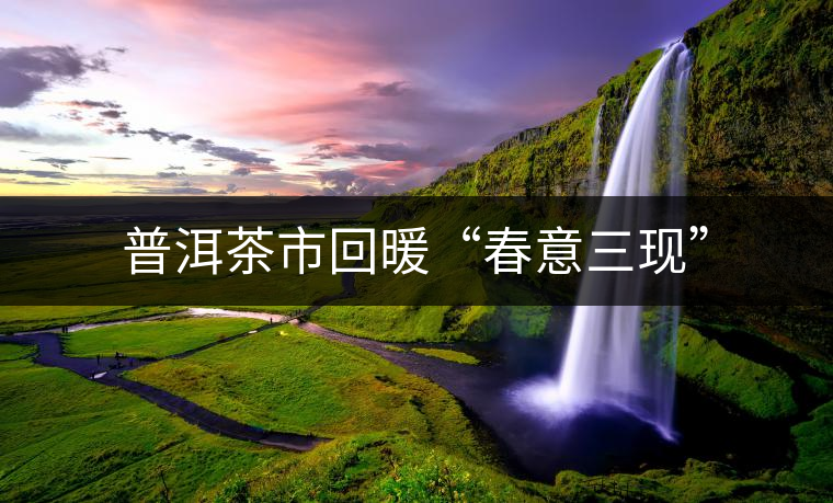 普洱茶市回暖“春意三現(xiàn)”