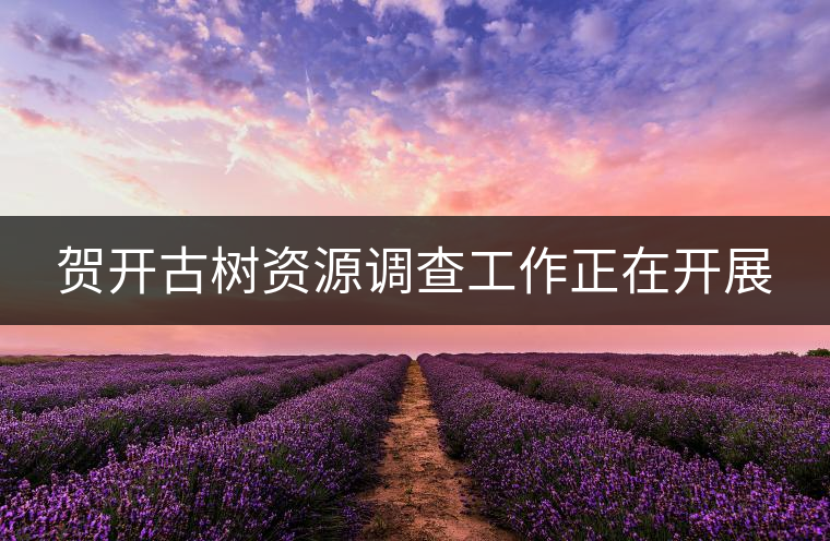 賀開古樹資源調(diào)查工作正在開展 賀開古樹資源調(diào)查工作正在開展