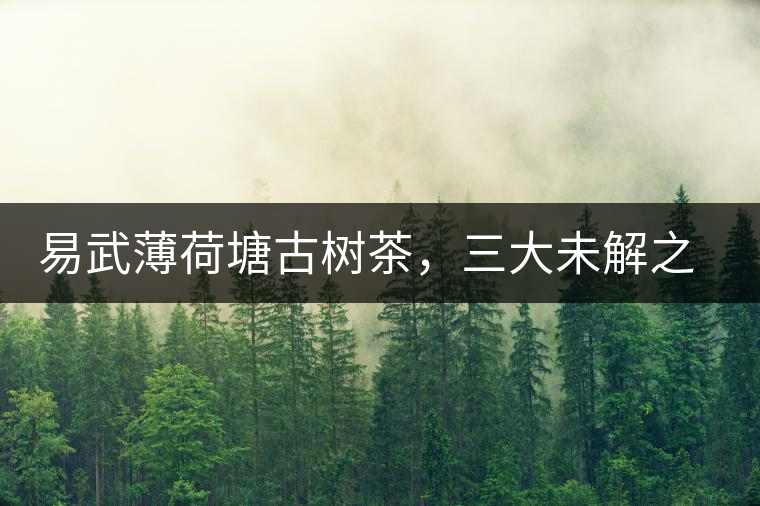 易武薄荷塘古樹茶，三大未解之謎