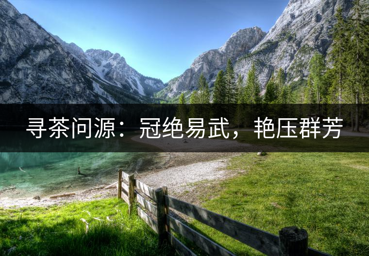 尋茶問源：冠絕易武，艷壓群芳