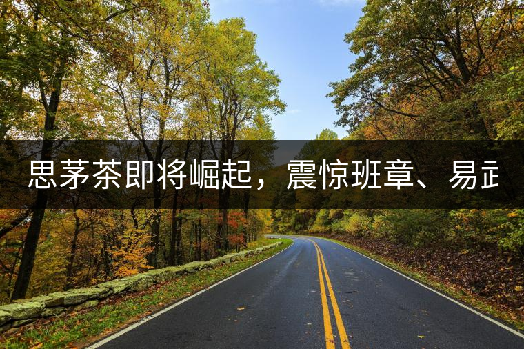 思茅茶即將崛起，震驚班章、易武！