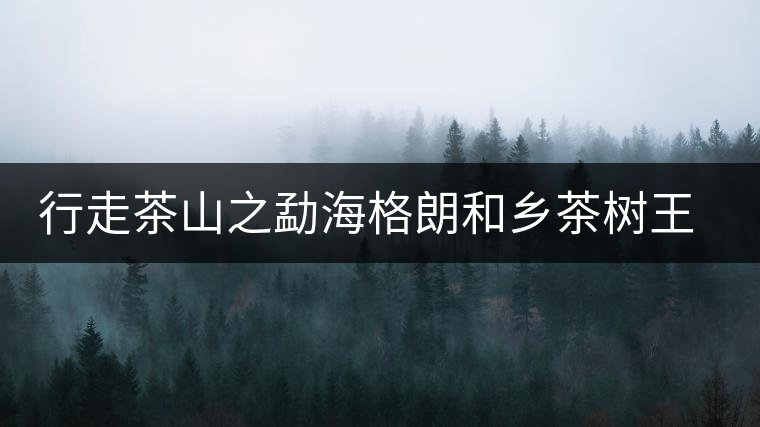 行走茶山之勐海格朗和鄉(xiāng)茶樹王考察記 行走茶山之勐海格朗和鄉(xiāng)茶樹王考察記