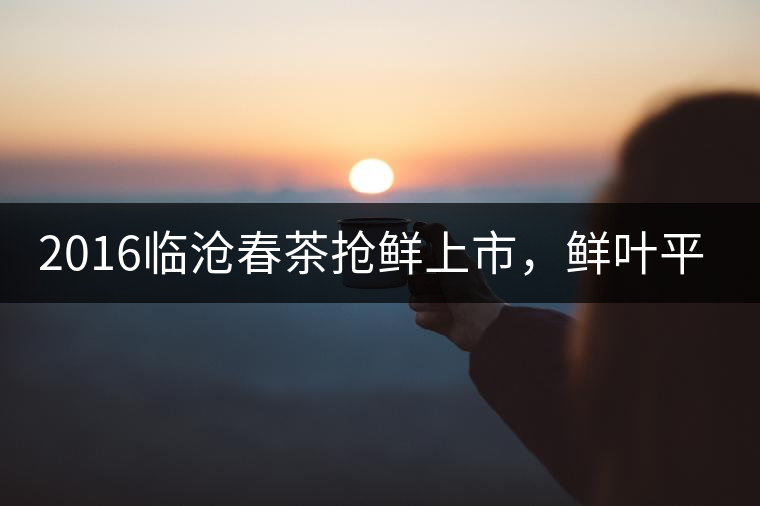 2016臨滄春茶搶鮮上市，鮮葉平均價同比去年減幅6.3%