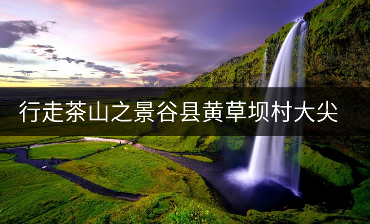 行走茶山之景谷縣黃草壩村大尖山 行走茶山之景谷縣黃草壩村大尖山