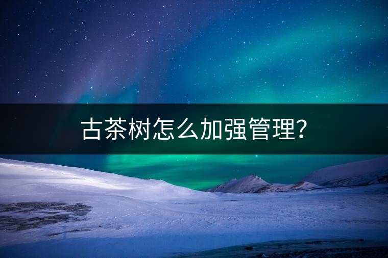 古茶樹怎么加強(qiáng)管理？