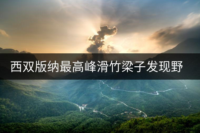 西雙版納最高峰滑竹梁子發(fā)現(xiàn)野生古茶樹群 西雙版納最高峰滑竹梁子發(fā)現(xiàn)野生古茶樹群