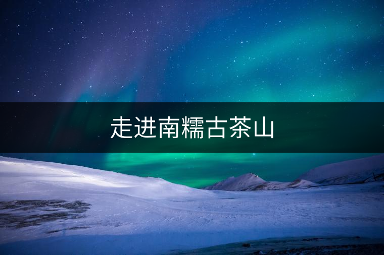 走進(jìn)南糯古茶山