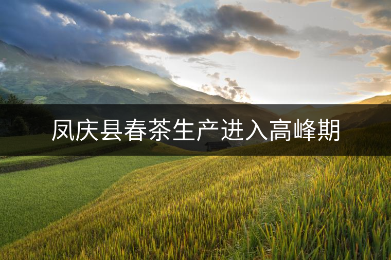 鳳慶縣春茶生產(chǎn)進(jìn)入高峰期 鳳慶縣春茶生產(chǎn)進(jìn)入高峰期
