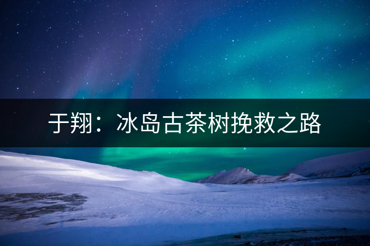 于翔:冰島古茶樹挽救之路 于翔:冰島古茶樹挽救之路