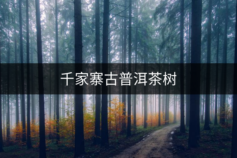 千家寨古普洱茶樹