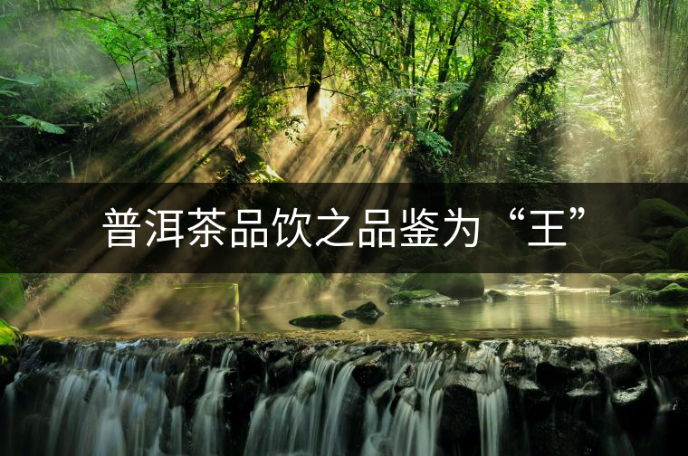 普洱茶品飲之品鑒為“王” 普洱茶品飲之品鑒為“王”