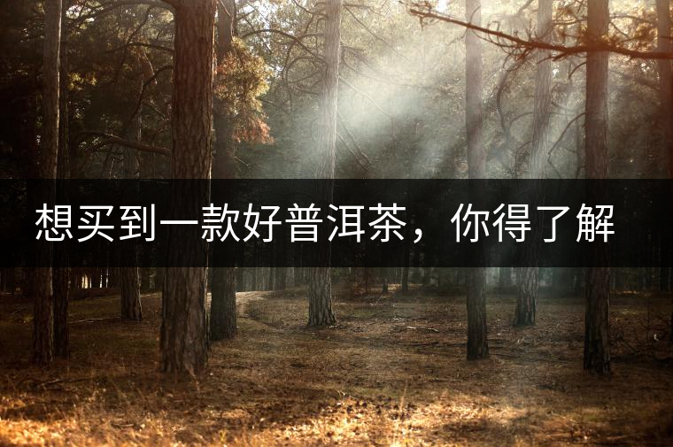 想買到一款好普洱茶，你得了解這些……